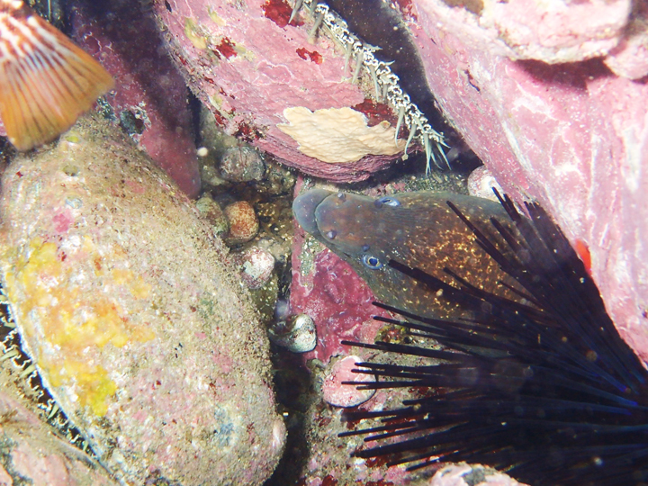 moray eel, abalone, urchin